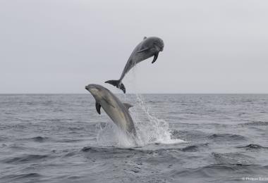 _D6N0189sauts 2 grands dauphins sein 190724_DxO