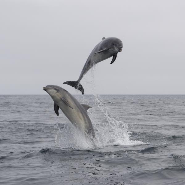 _D6N0189sauts 2 grands dauphins sein 190724_DxO