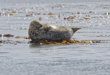 _D6N2792phoques gris les etocs 250824_DxO