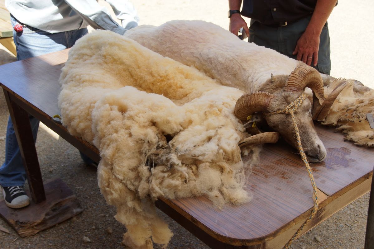 Sheep shearing