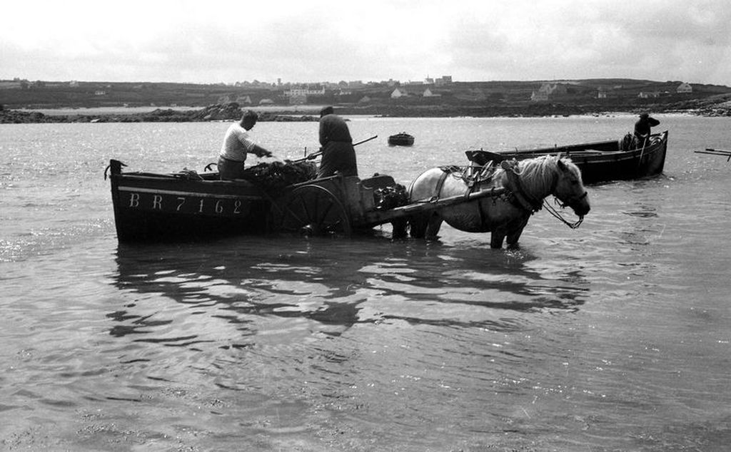 Seaweed fishermen port du koréjou