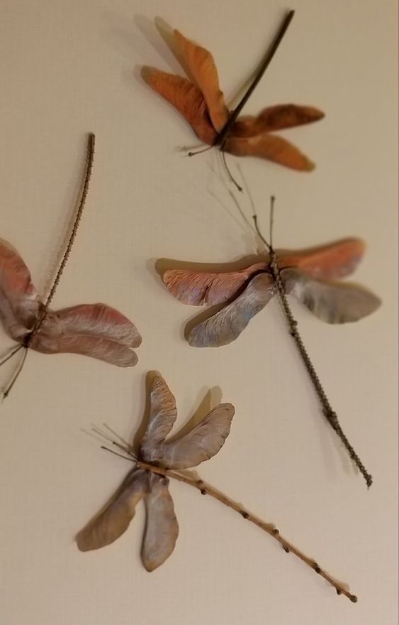 libellule