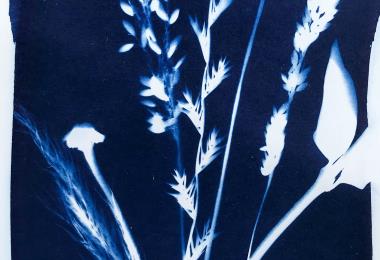 Cyanotype végétal Mélanie Colin Pays d'Iroise