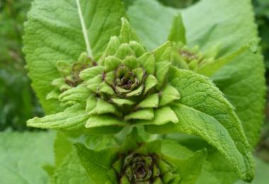 Fabrication de sirop de plantes pour l