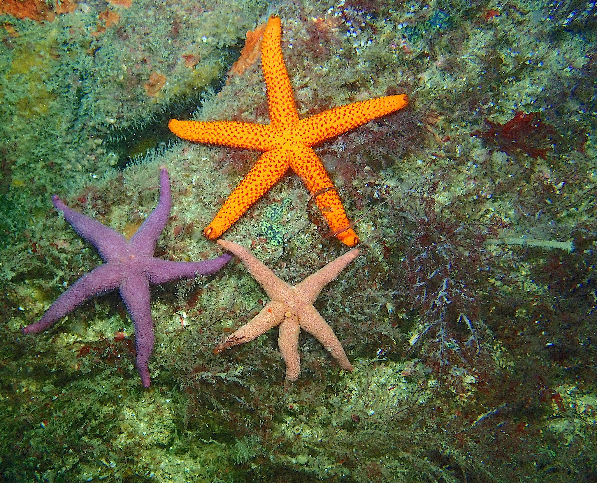 3 étoiles de mer