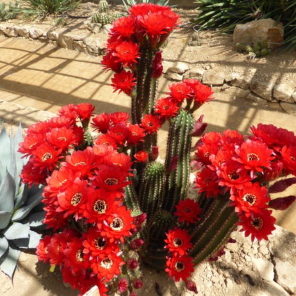 Cactuseraie de Creisméas