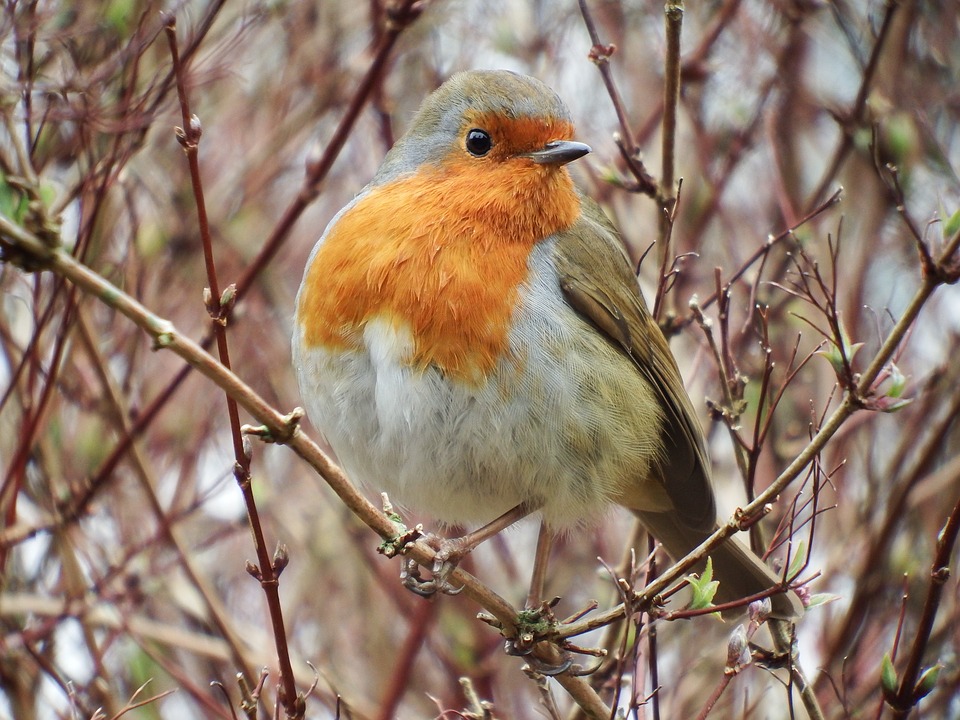 Comptage Oiseaux Des Jardins 2020 Comptage Oiseaux Des Jardins 2020