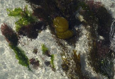 Algues marines