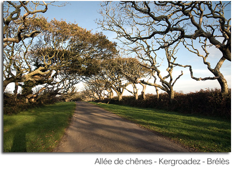 Allée du château de Kergroadez