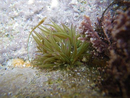 Anémone viridis