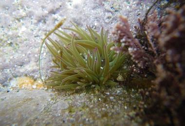 Anémone viridis