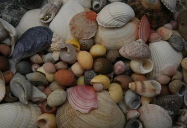 Coquillages