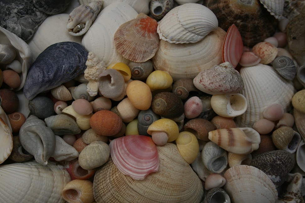 Coquillages