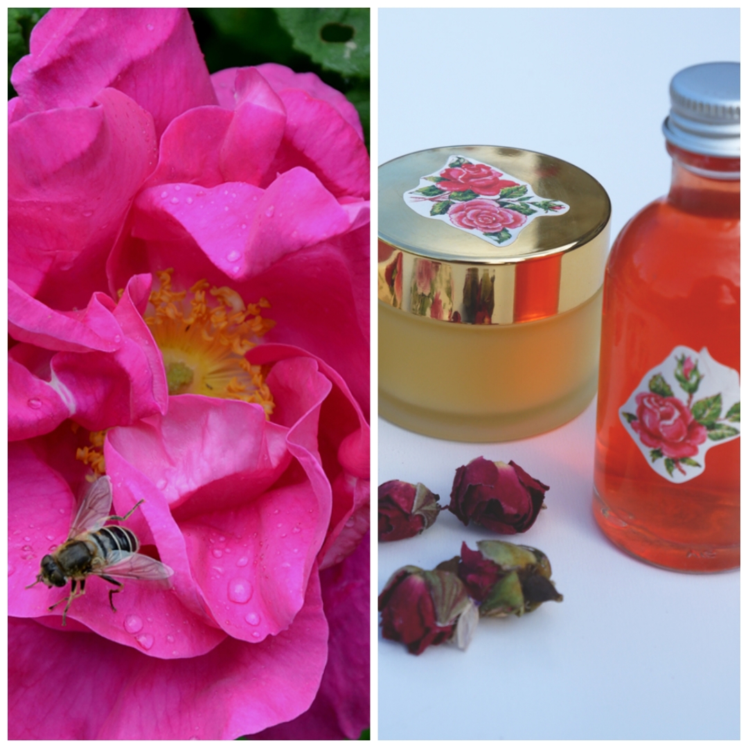 Roses de Juin