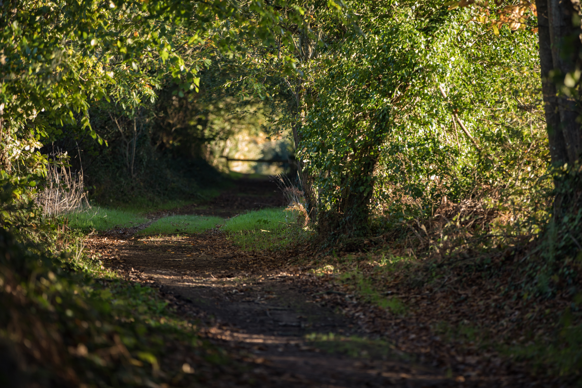 Automne@Gilbert goachet-41