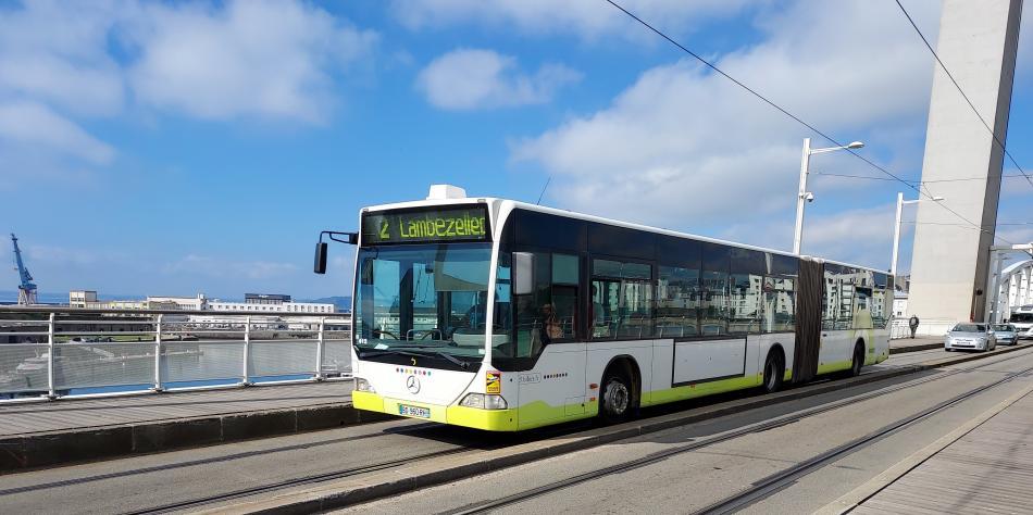 Bibus