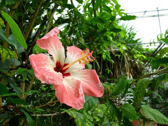 CBNB-hibiscus