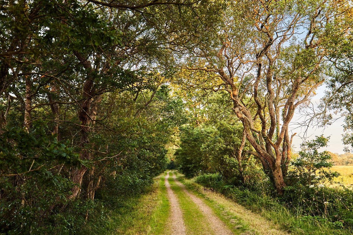 Tourbière Langazel_chemin