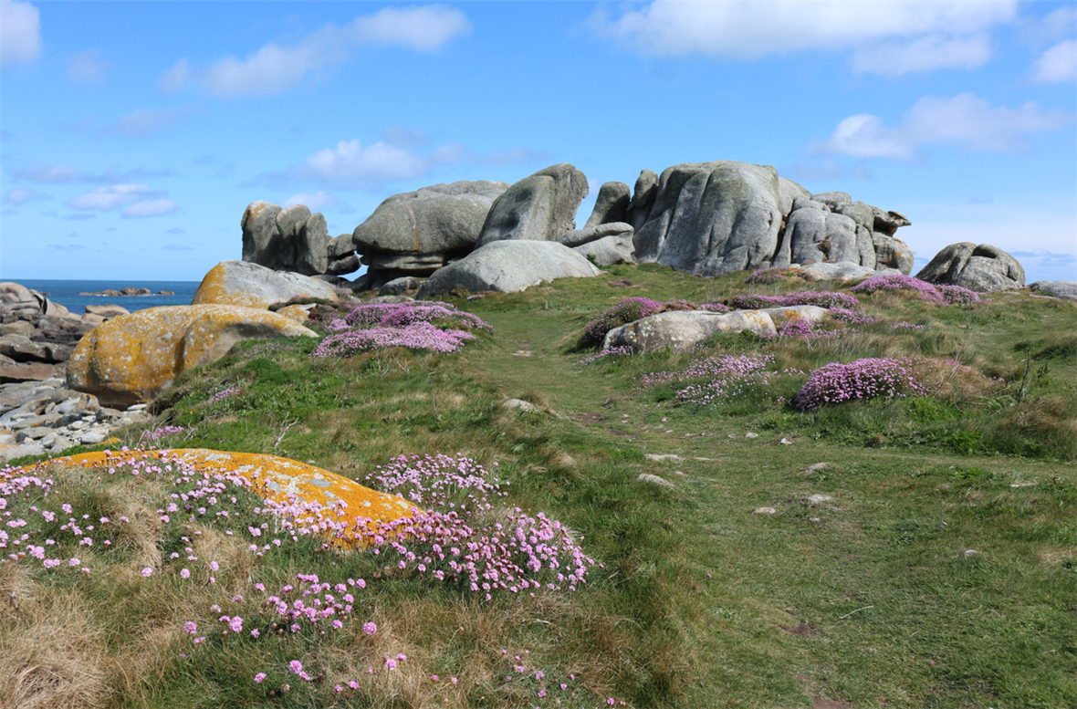 Ile aux vaches