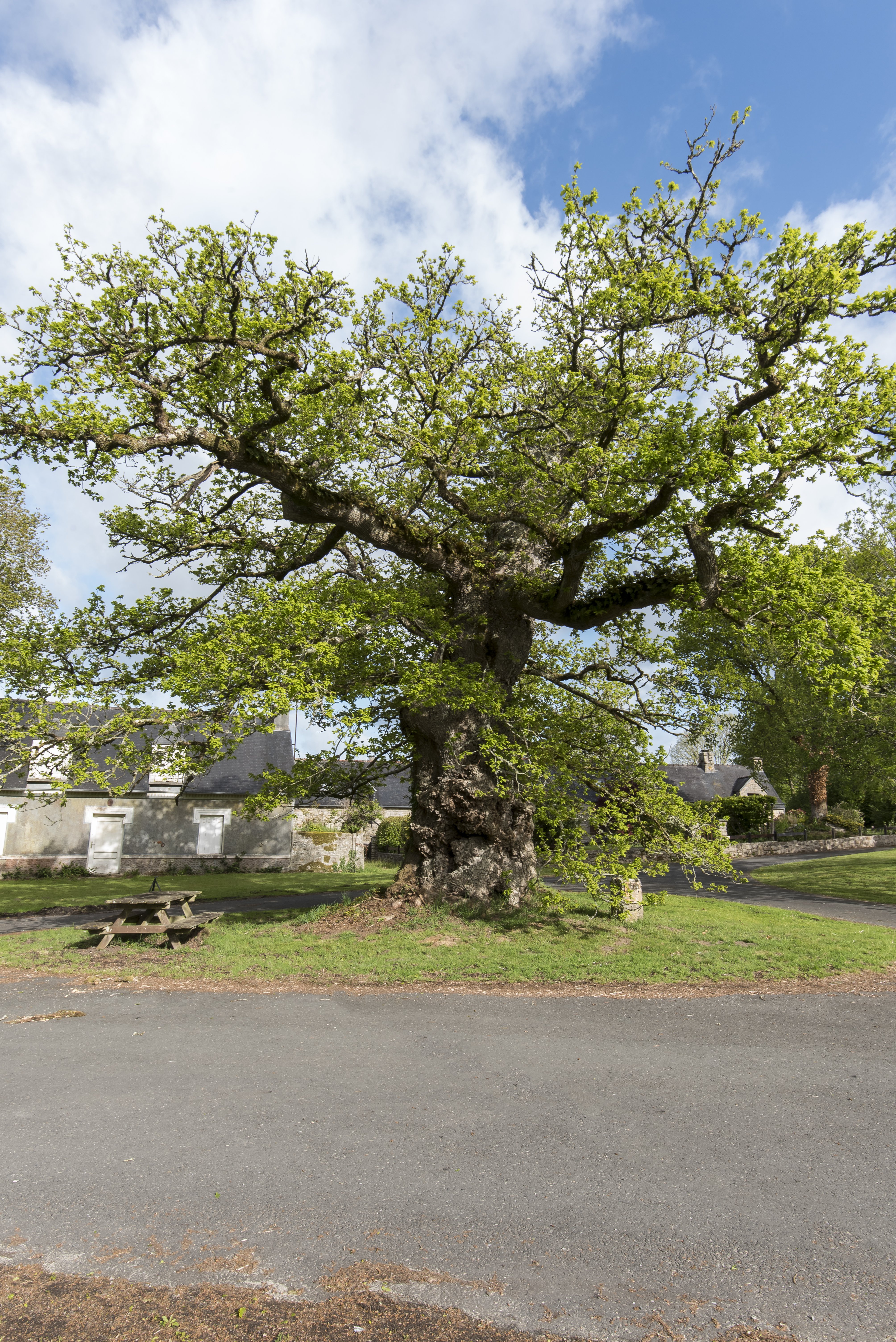 Chêne remarquable de Rosterc'h - Plouray (4) Chêne remarquable de Rosterc'h - Plouray (4)