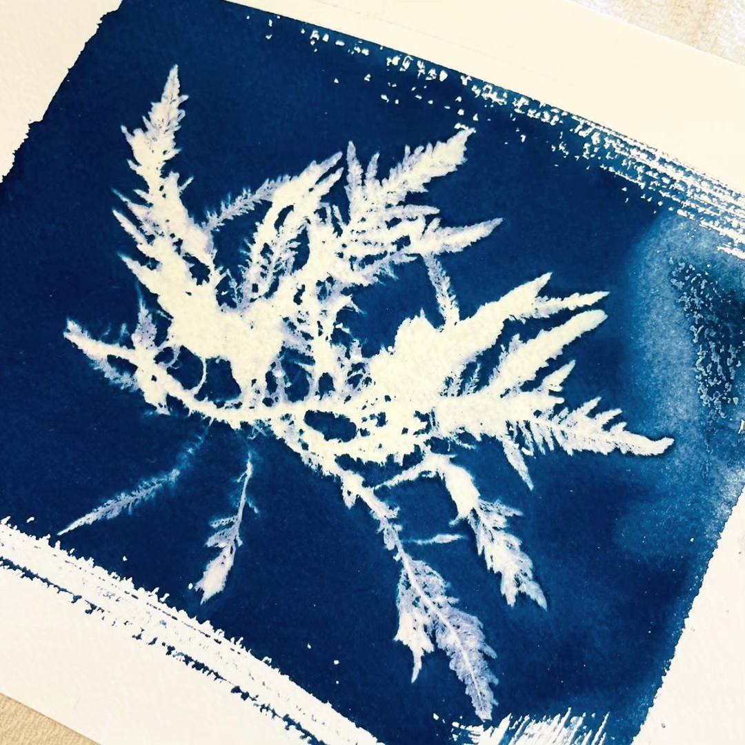 Cyanotype d'algue marine