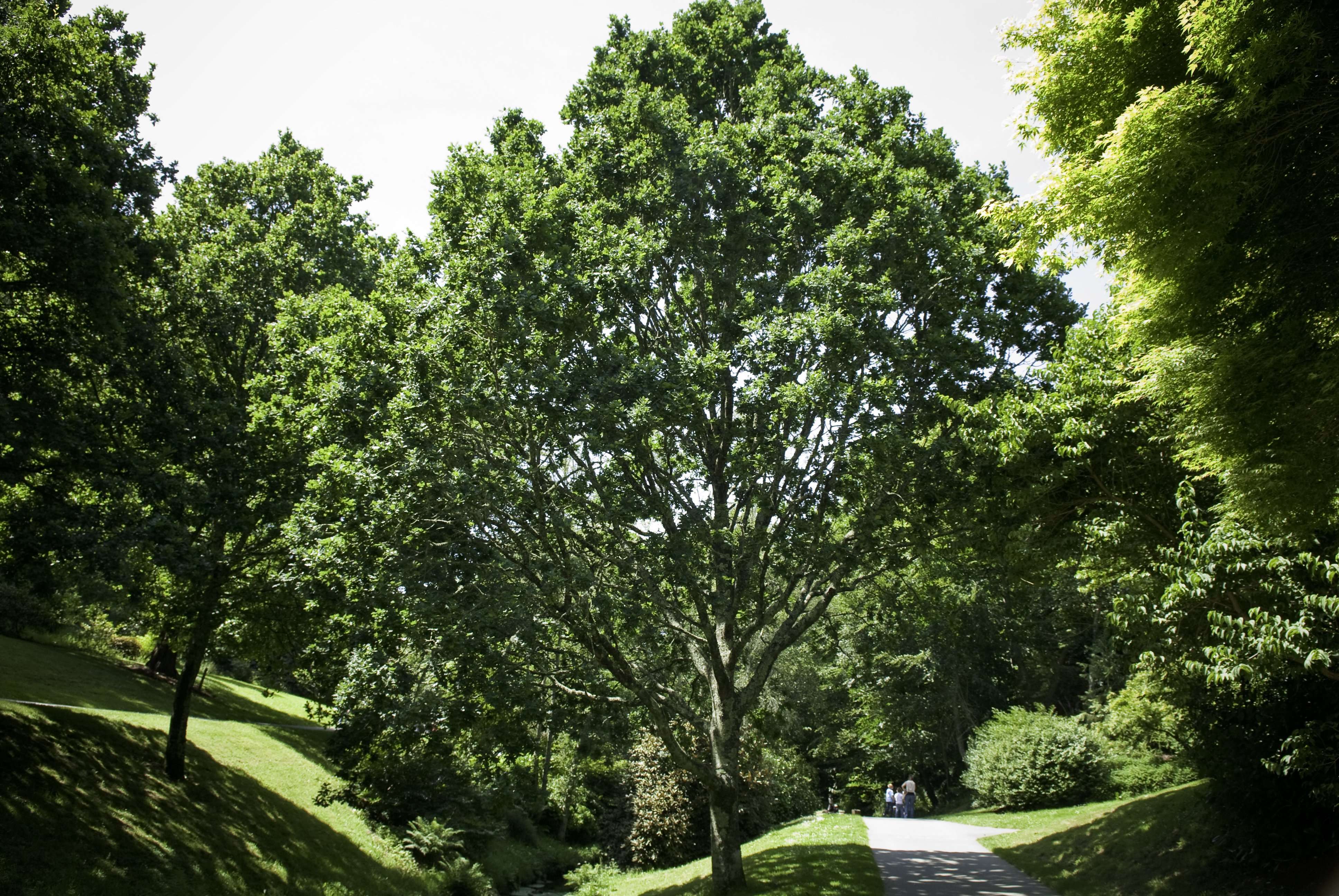 Jardin du conservatoire botanique national de Brest