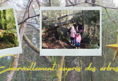 En famille, émerveillement auprès des arbres