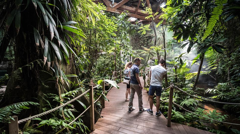 Foret-tropicale-Copyright-Simon-Cohen--2--edited