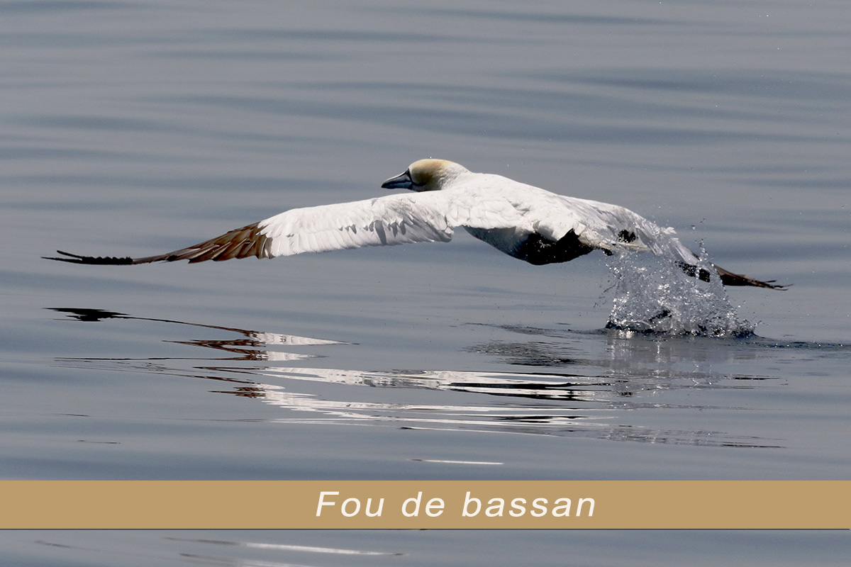 Fou de bassan