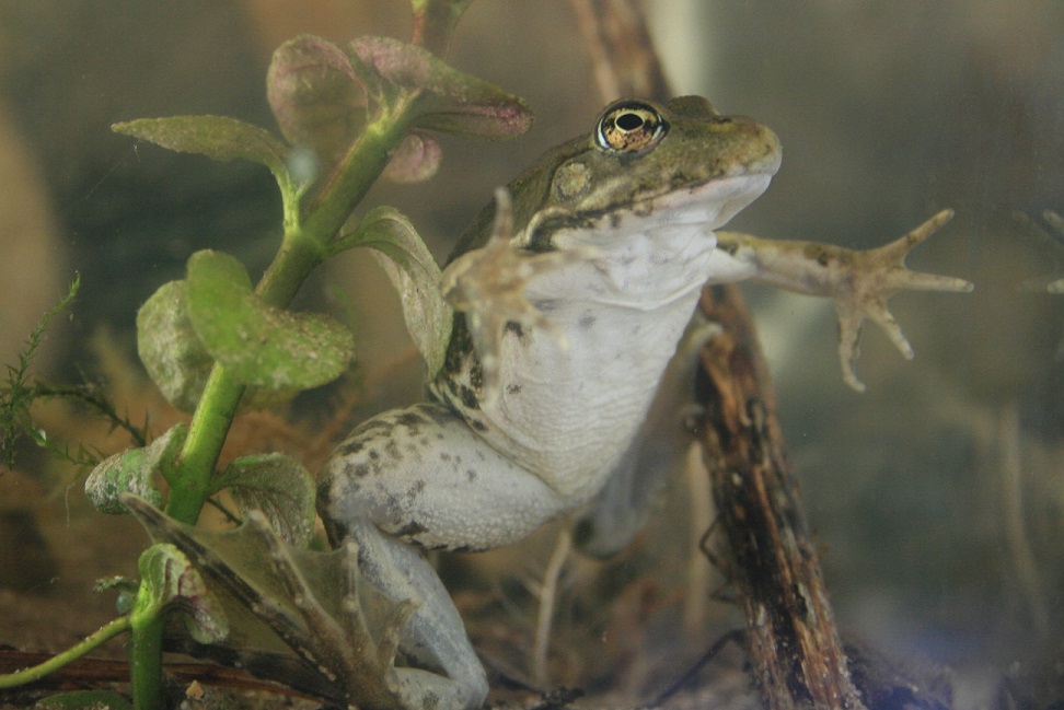 grenouille verte