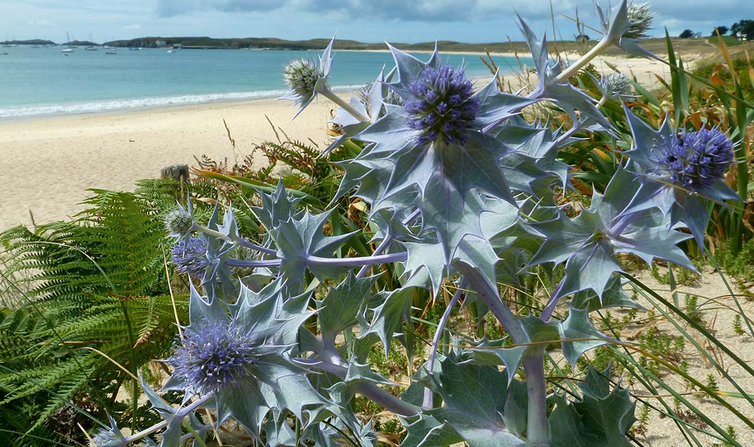 HERBIER_article-etoile-des-dunes_image2_1100x652