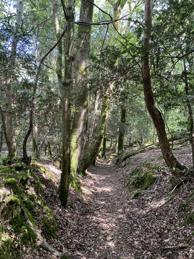 Hauts_Dinéault_VTT_LF_Sous-bois