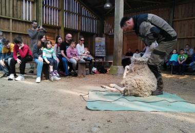 tonte moutons