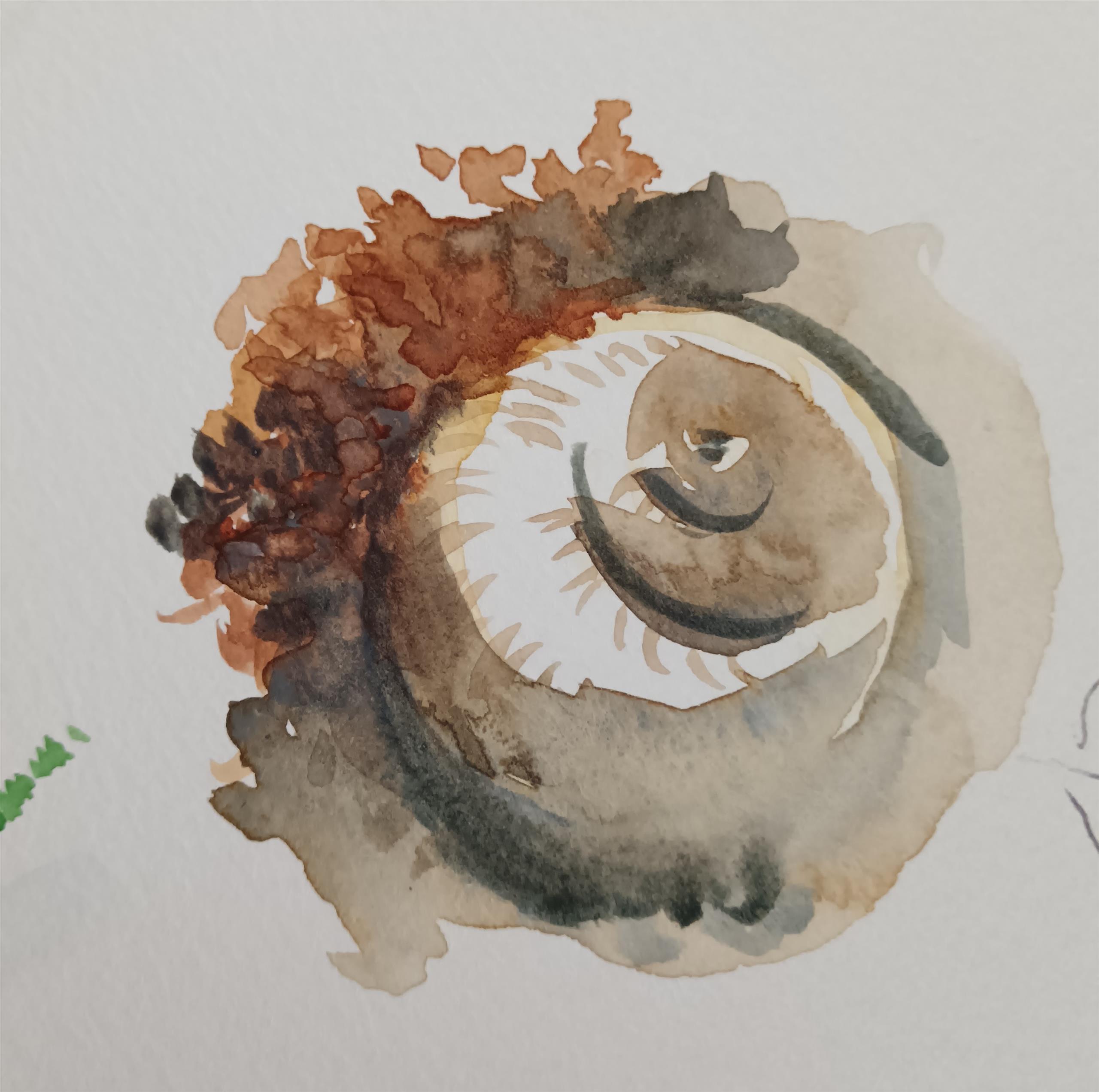 Escargot aquarelle