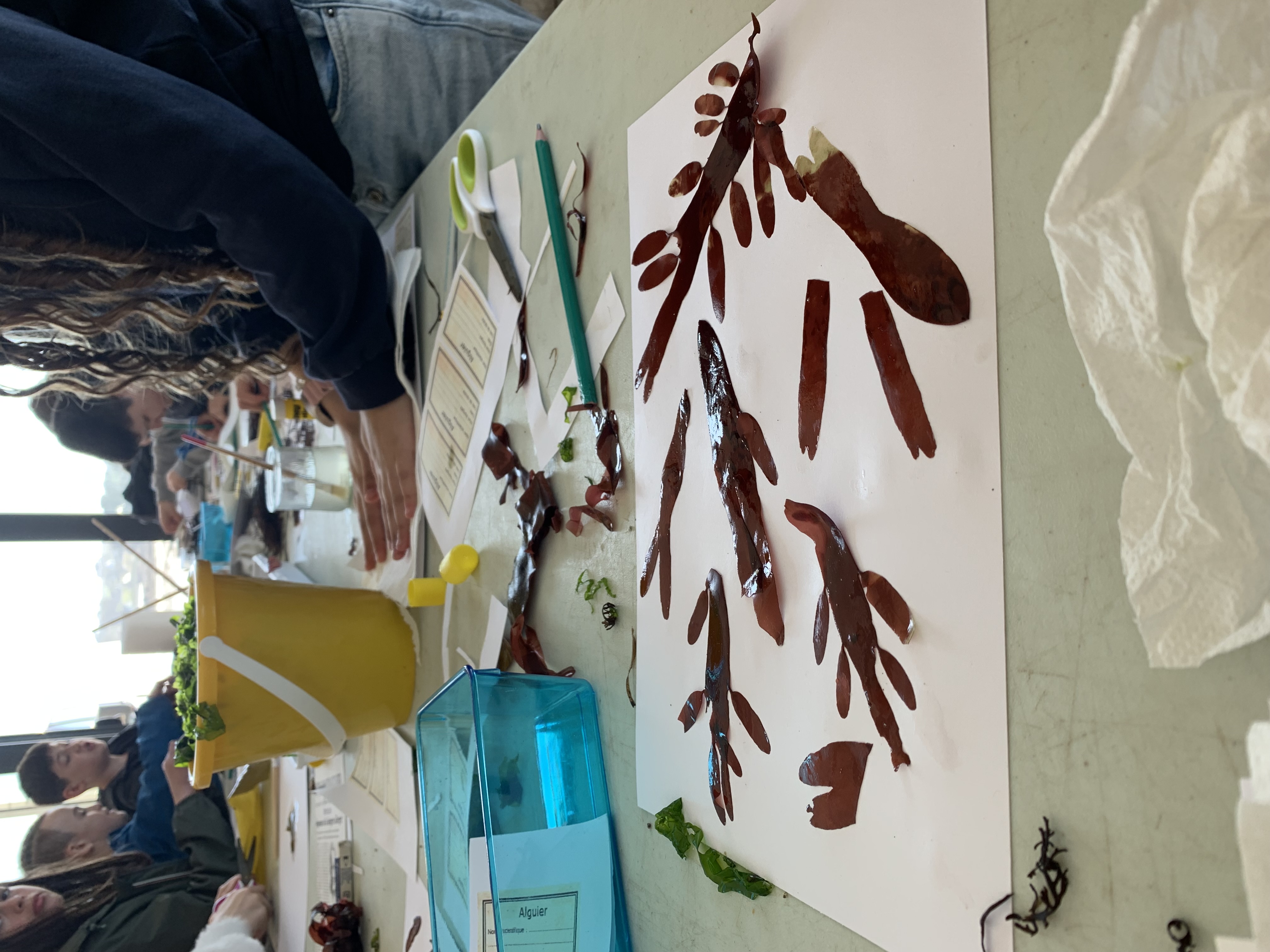 Atelier confection d'un alguier