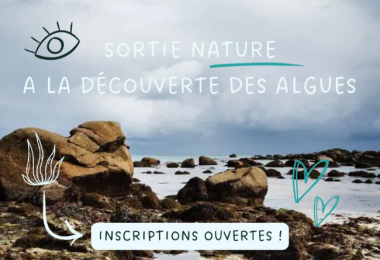 Initiation aux algues