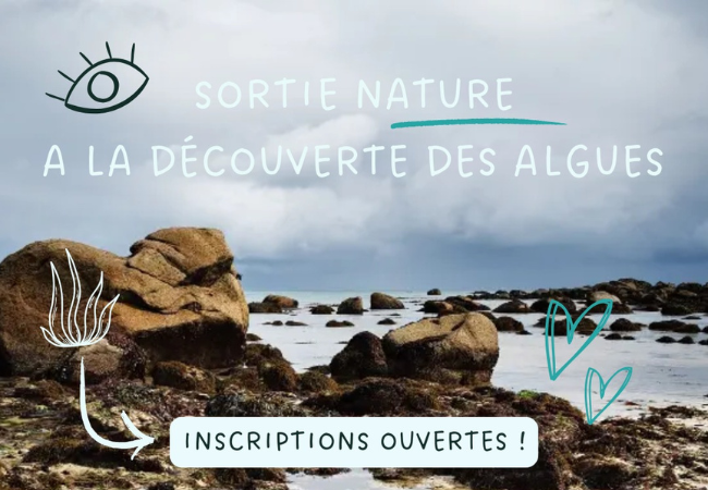 Initiation aux algues
