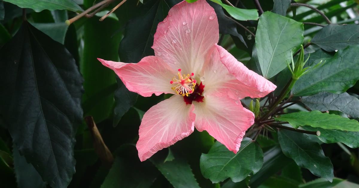 Au secours des plantes menacées - Exposition