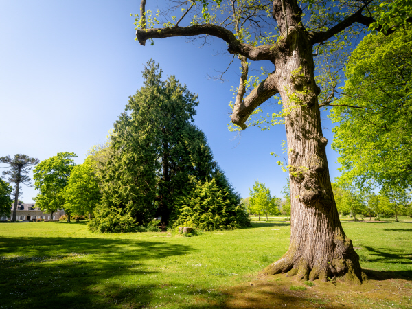 Remarkable tree in Kéroual