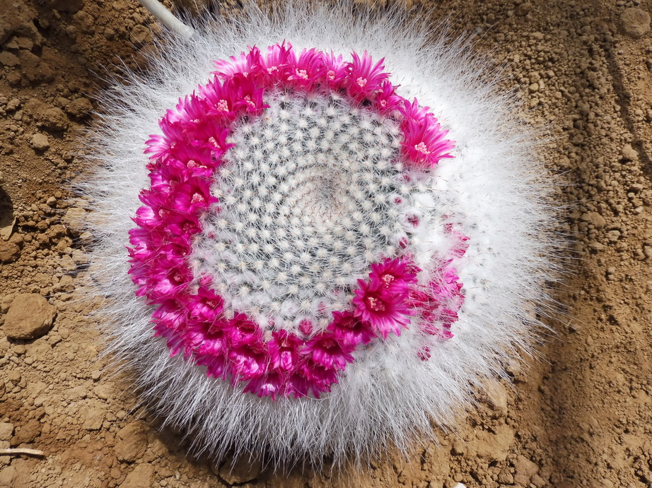 Mammillaria-hahniana