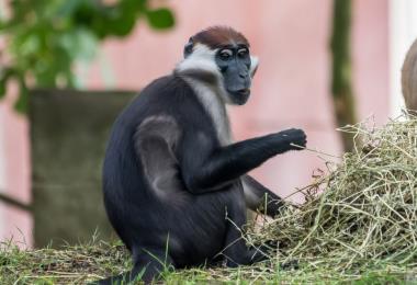 Mangabey à collier blanc