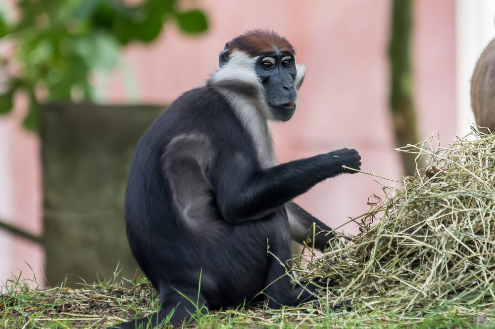 Mangabey à collier blanc