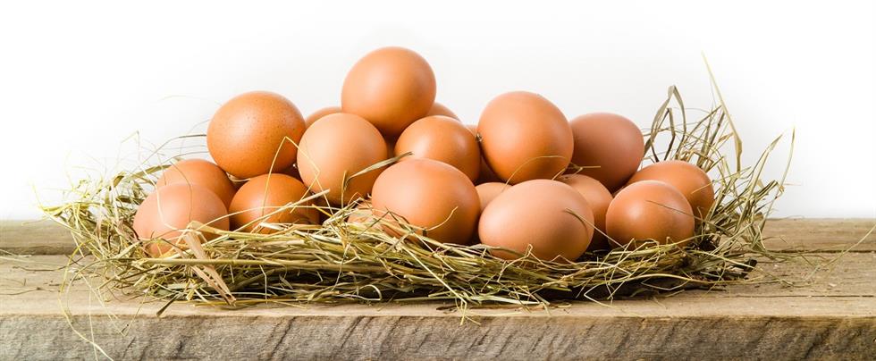 Chicken eggs in hay nest. Isolated on white. Organic food