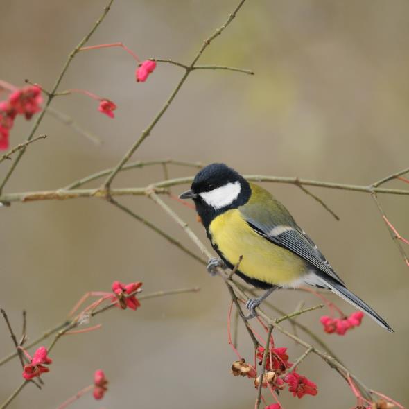 Mésange charbonnière