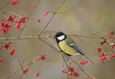 Mésange charbonnière