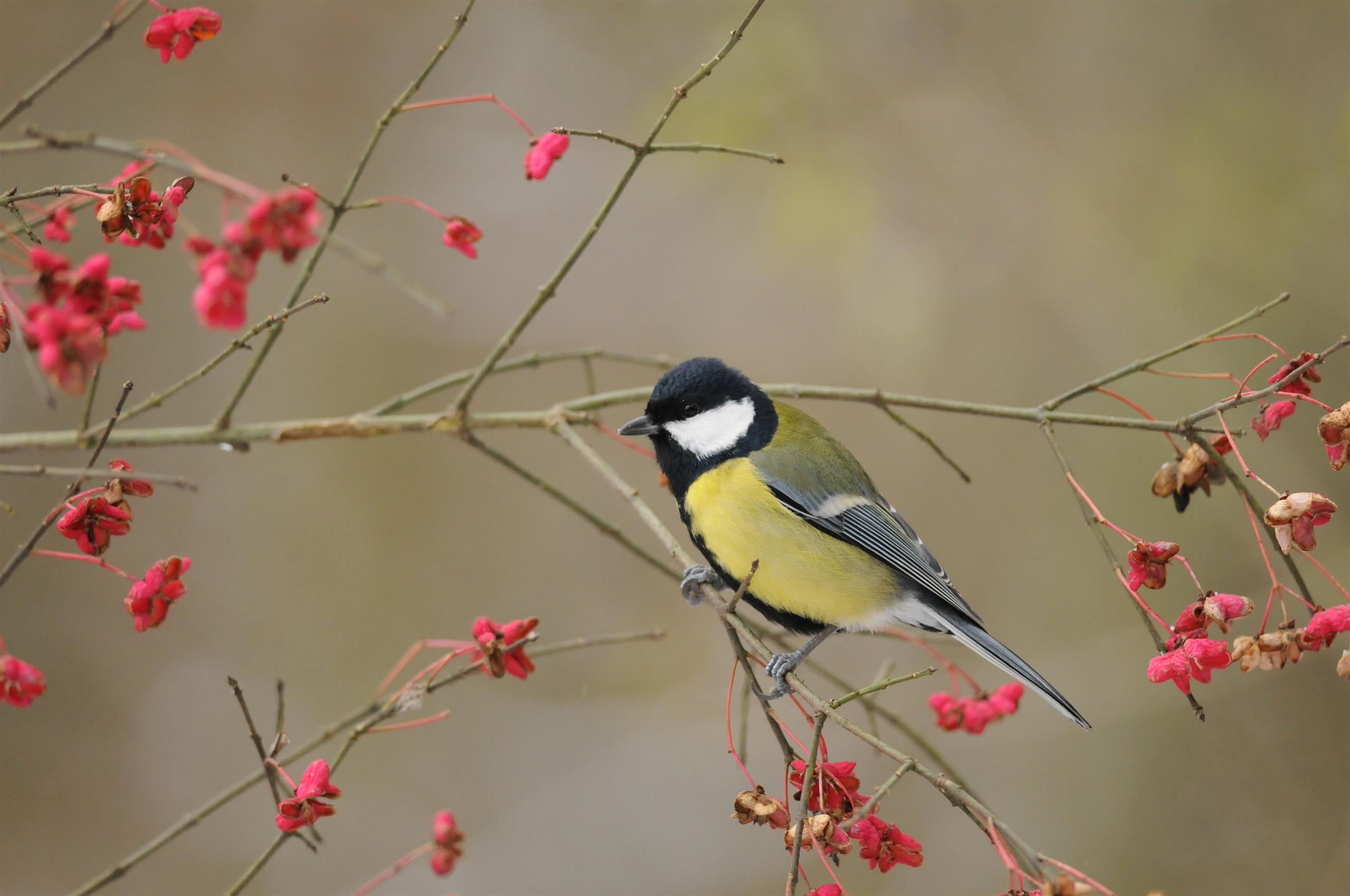 Mésange charbonnière