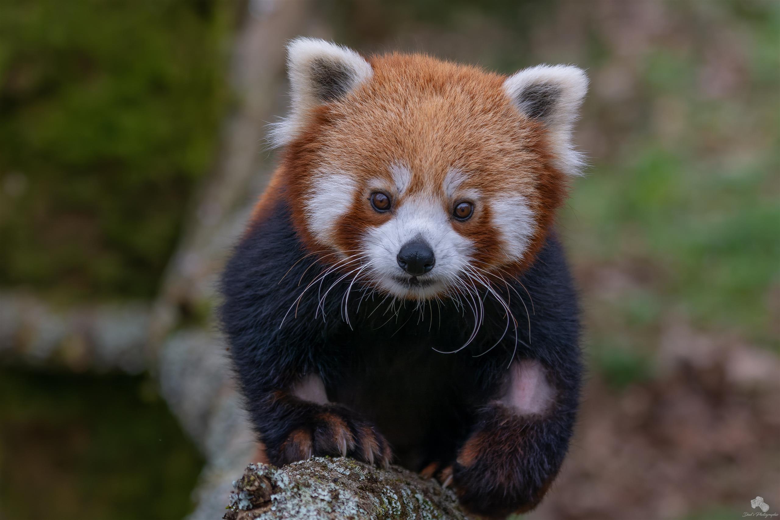 Panda roux_Crédit Julien Dujardin (1)