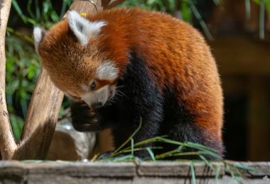 Panda roux