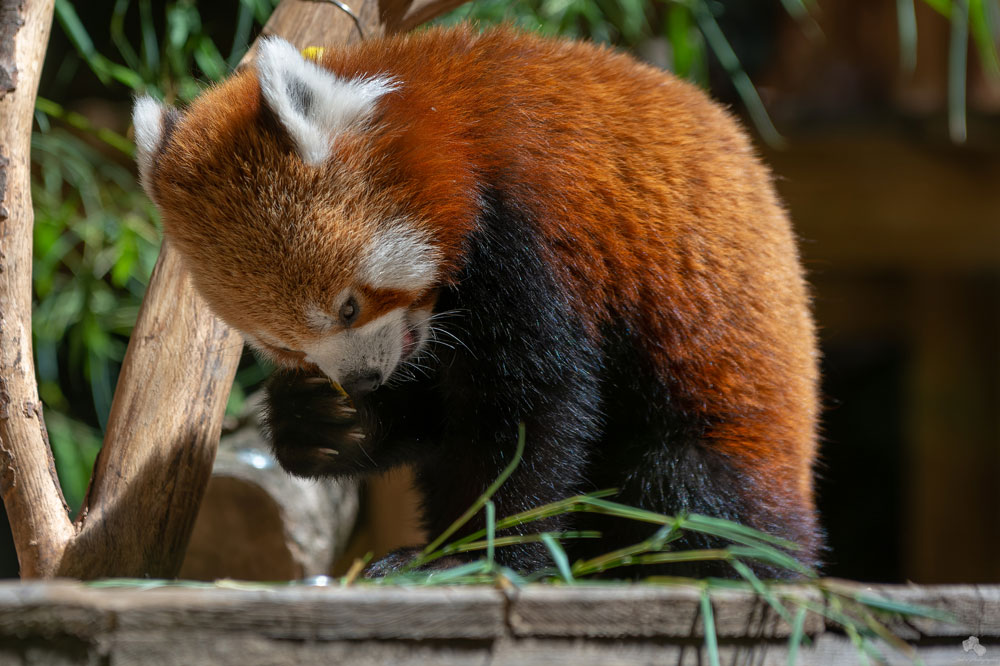 Panda roux