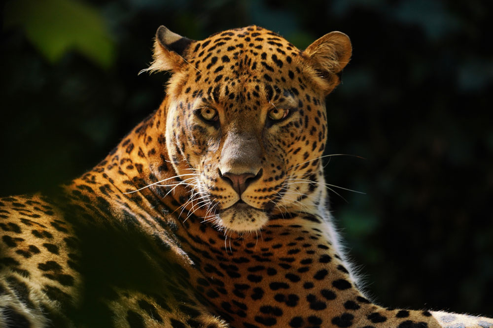 Panthère du Sri Lanka